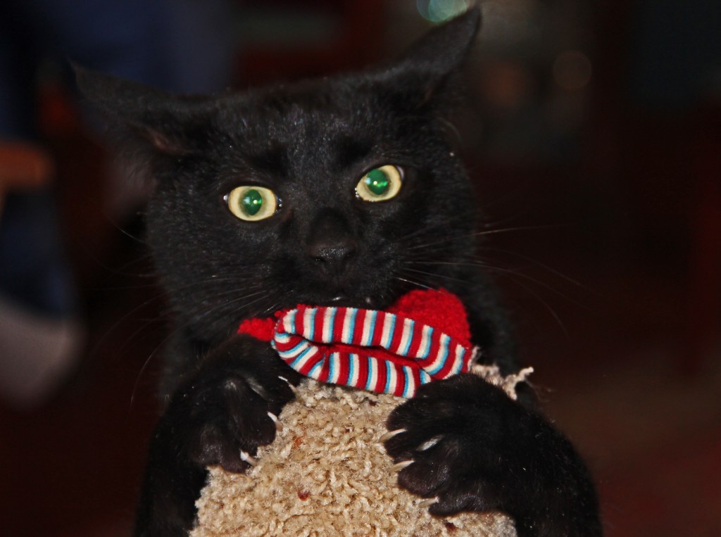 Capture the ornament- success!