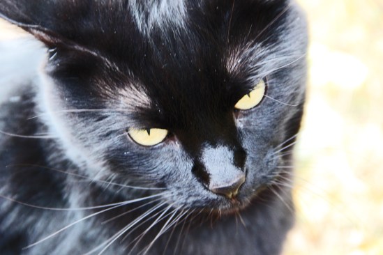 Lucy lives next door