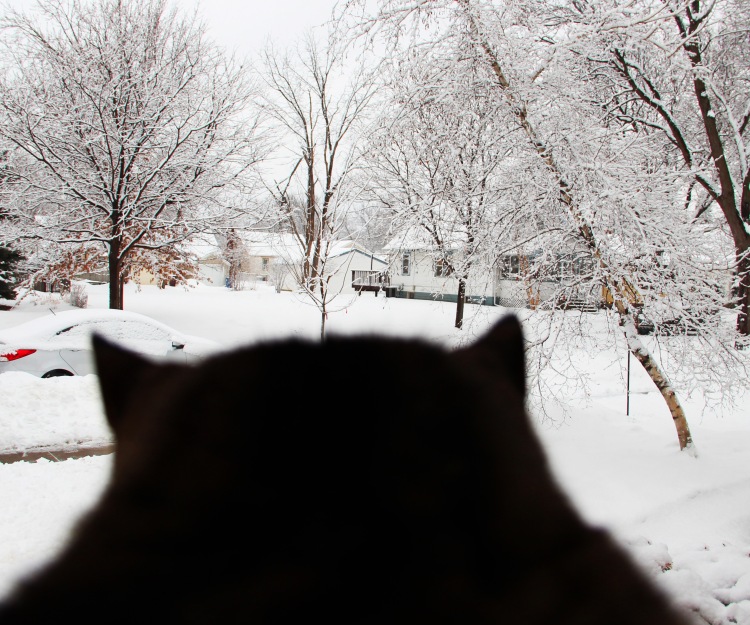 Dylan looks at snow
