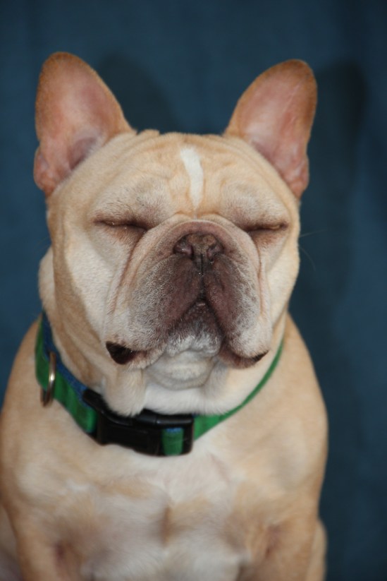 Johnny Cash, the dog