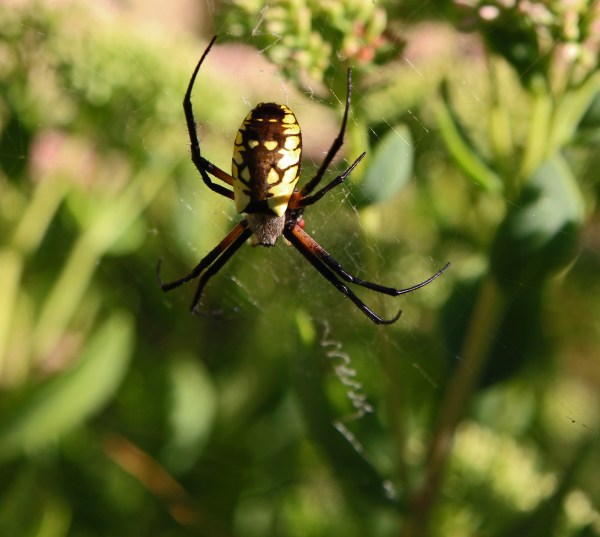 black and yellow garden spider_edited-1