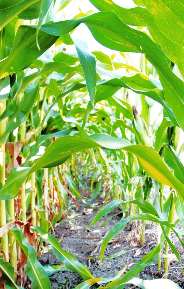 corn rows amongst them
