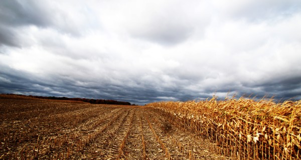 putting the corn to bed1