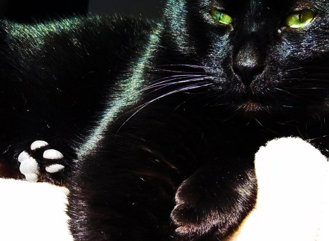 King of the house jungle