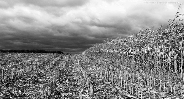 corn to bed BW copyWM