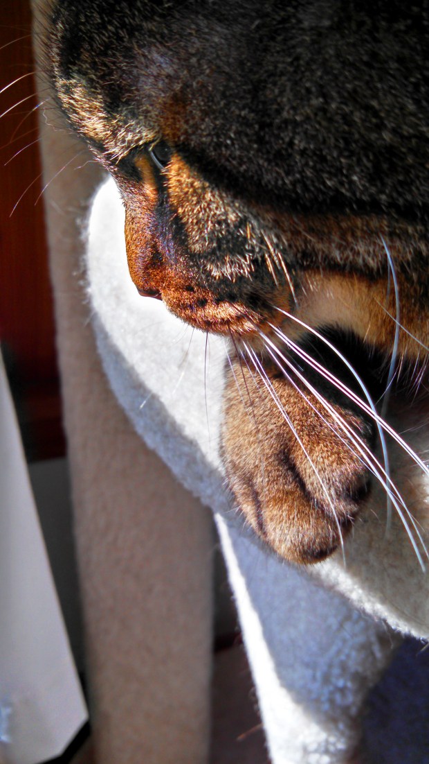 dylan thursday morning