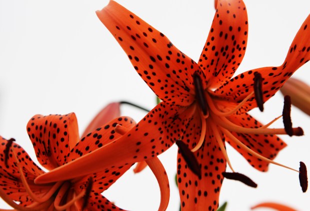 Tiger Lily_edited-1