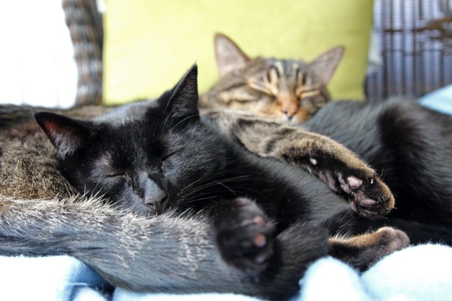 bagheera snooze fest