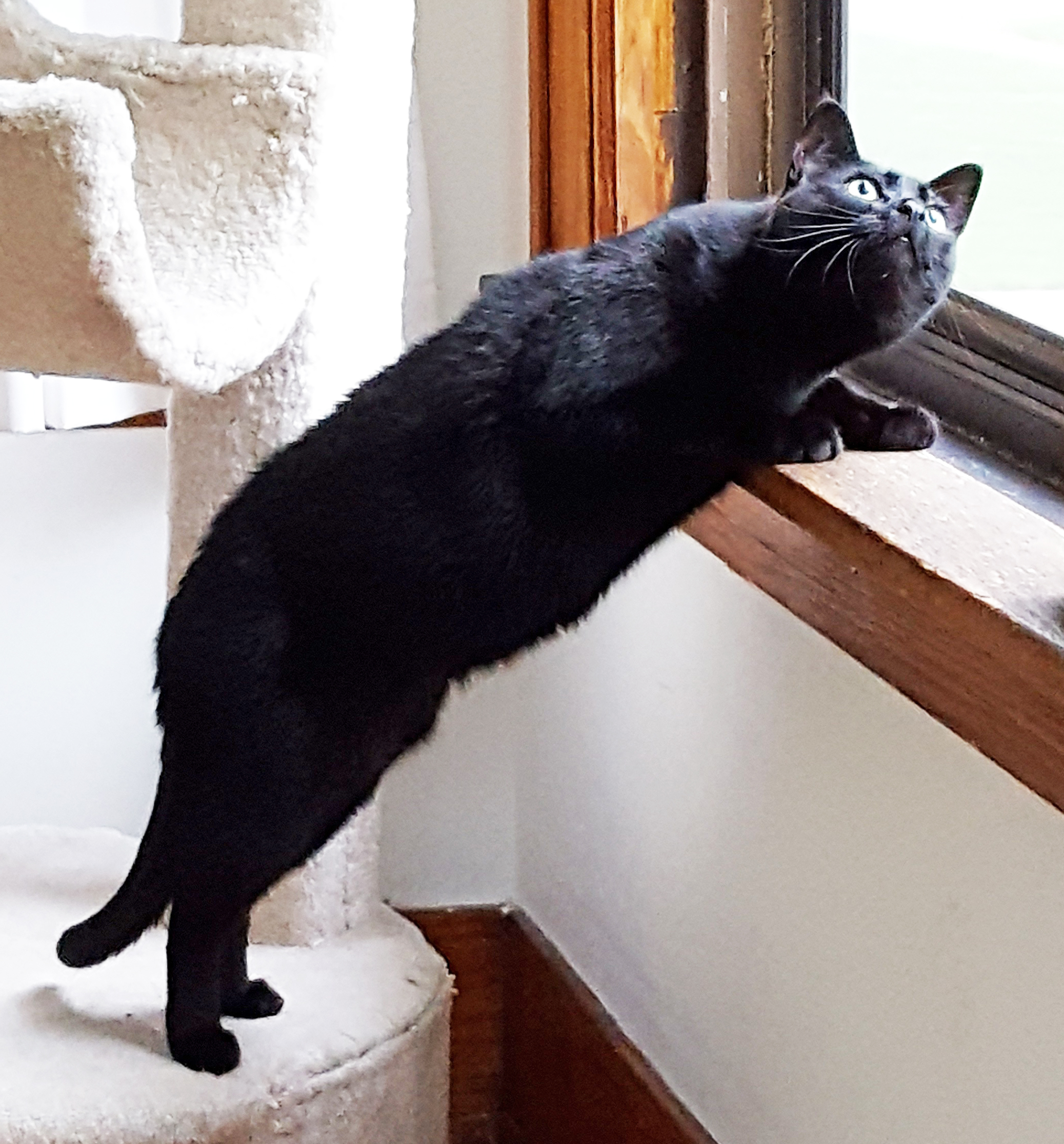 bagheera-and-the-nuthatch