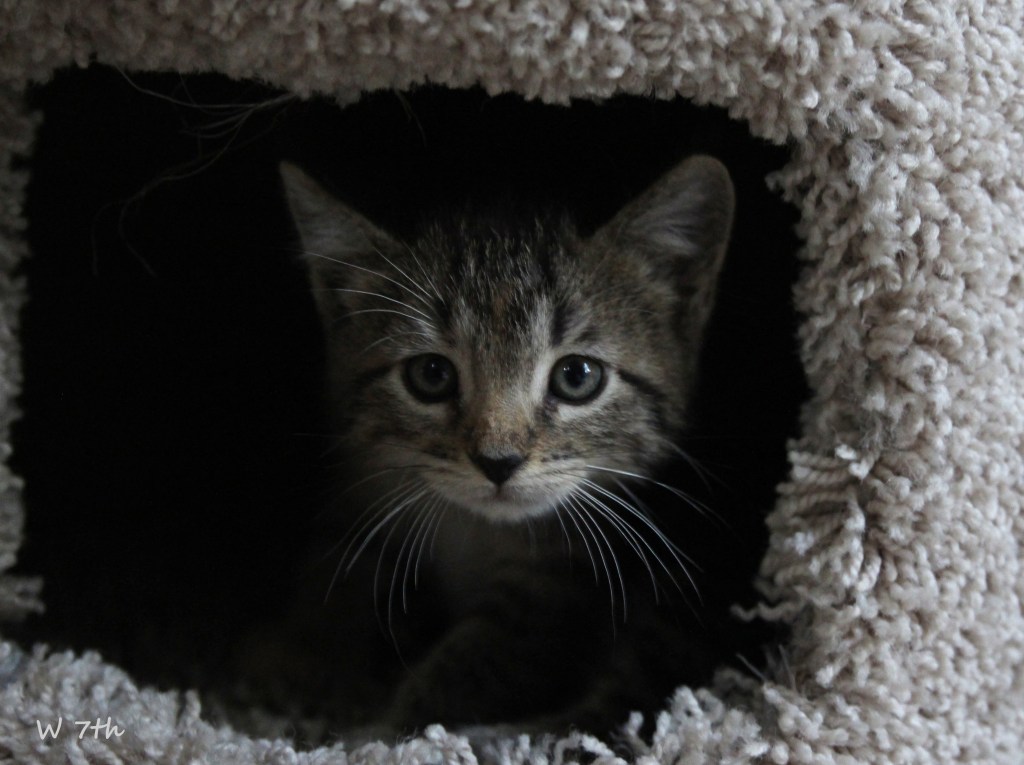 Visiting the Kittens