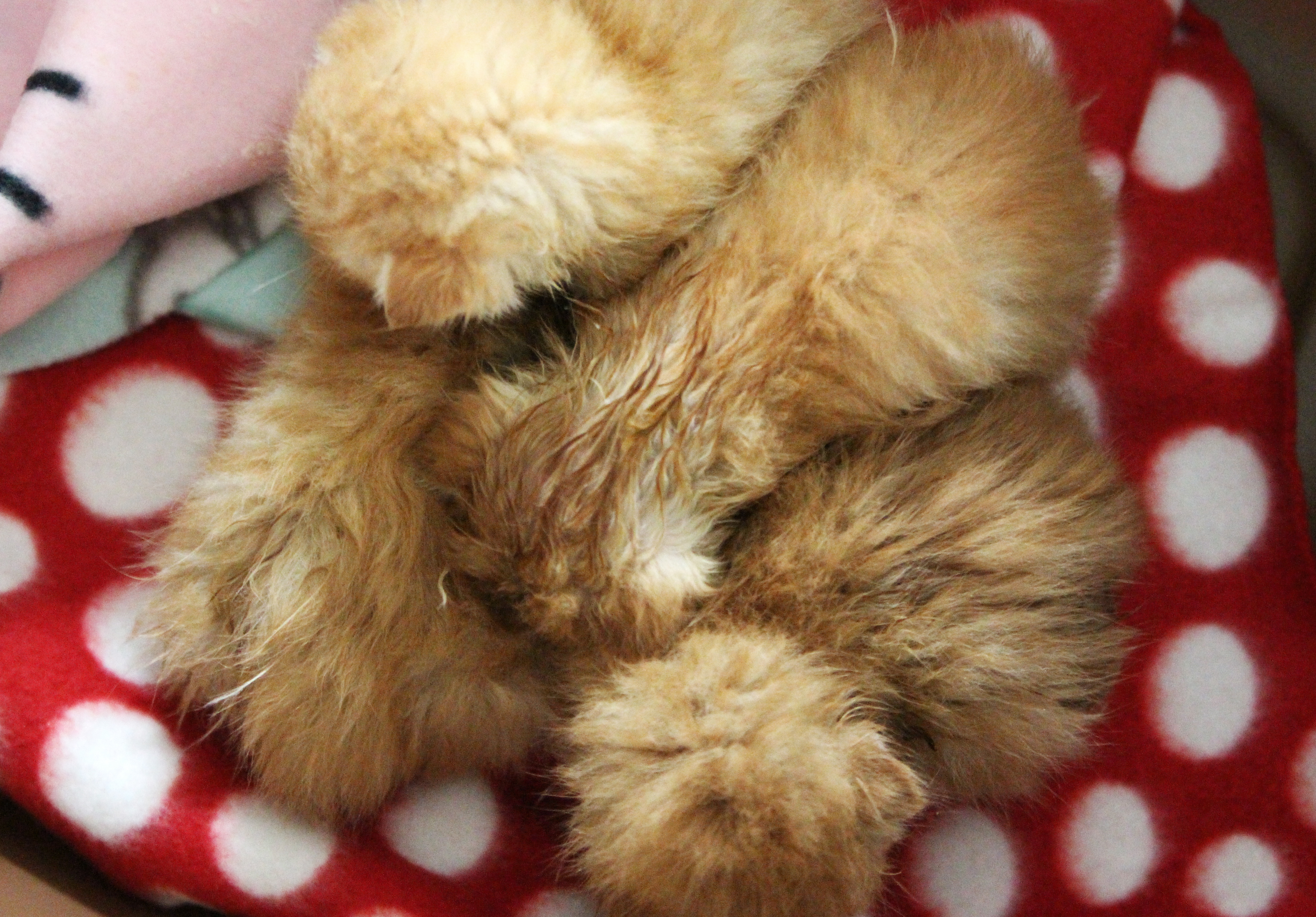 After bath kitten pile