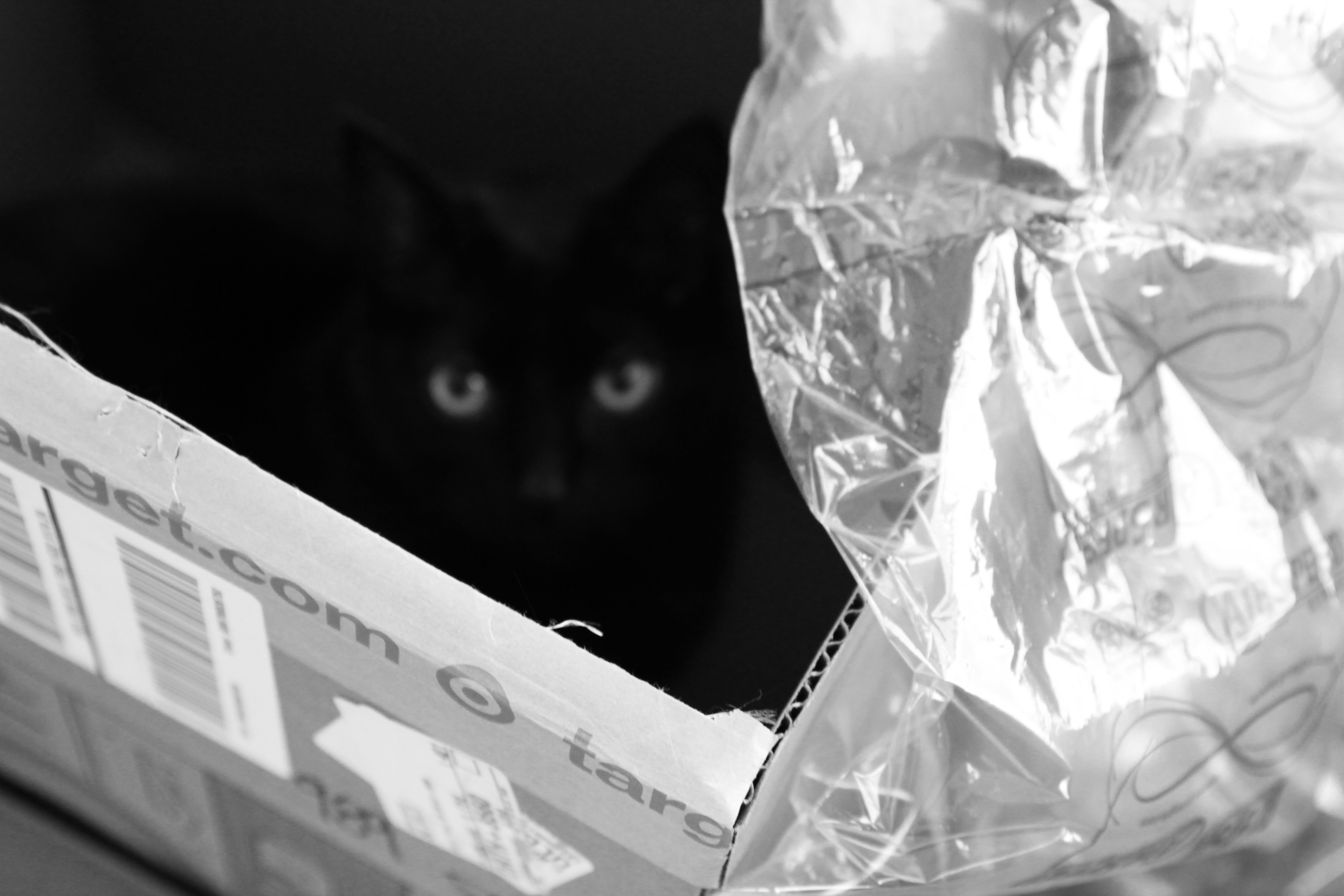 cat delivery delight